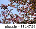 八重桜