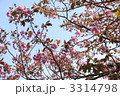 八重桜