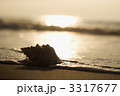 3317677