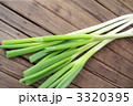 長ネギ