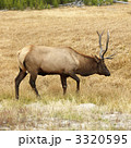 3320595
