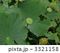 秋の彼岸とハチス