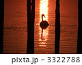 迷子になった白鳥の子