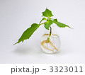 水栽培の植物の青葉と根