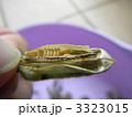 金ゴマ
