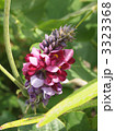 葛の花