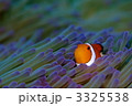 クマノミ