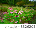赤そばの花