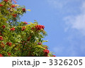 青空とナナカマドの赤い実