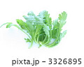 サラダ春菊