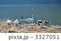 水辺の鳥たちのくつろぎの時間