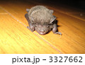 コウモリ