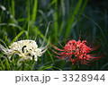紅白の彼岸花