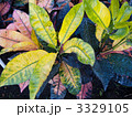 クロトン