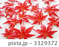 もみじ