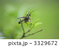 ナガゴマフカミキリの飛翔