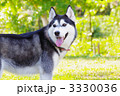 3330036