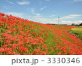 矢勝川沿いの彼岸花