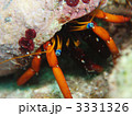 ヤドカリ　沖縄　慶良間諸島　ケラマ諸島