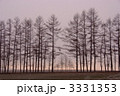 防風林