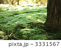 木漏れ日の苔庭
