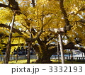 西本願寺の大銀杏