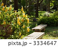 9月熱帯植物パキスタキス・キツネノマゴ科17