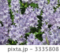 ホテイアオイ　花畑