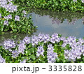 ホテイアオイ　花畑