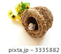 小鳥の巣