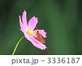 コスモス