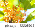 キンモクセイ