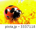 3337118