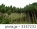 北山杉 北山杉