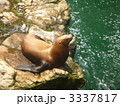 3337817