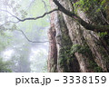 屋久島の紀元杉（屋久杉）