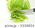 白菜を切る