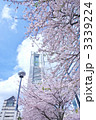 横浜みなとみらい21と桜並木