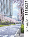 横浜みなとみらい21と桜並木