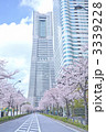 横浜みなとみらい21と桜並木