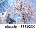 横浜みなとみらい21と桜並木