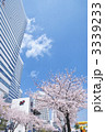横浜みなとみらい21と桜並木