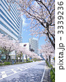横浜みなとみらい21と桜並木