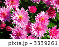 満開の小菊