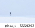 雪原ともみの木１