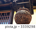 杉玉