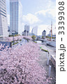 横浜みなとみらい21と桜並木