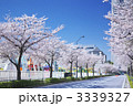 よこはまコスモワールドと桜並木