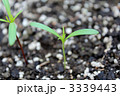 3339443
