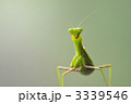 カマキリ